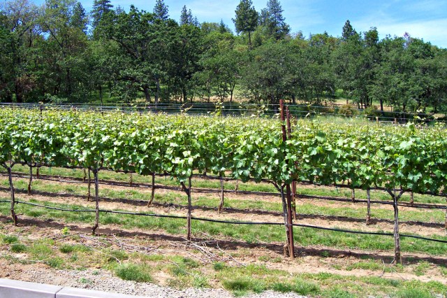 DanCin Vineyard
